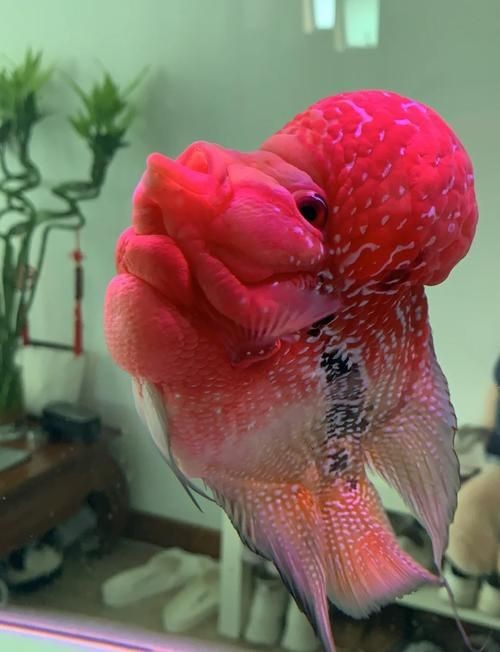 羅漢魚(yú)圖片【天天看魚(yú)看草，水中“大頭娃娃”—盤點(diǎn)最漂亮的羅漢魚(yú)排行前十】