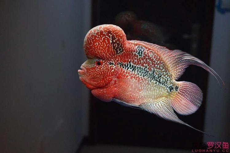 羅漢魚(yú)圖片【天天看魚(yú)看草，水中“大頭娃娃”—盤點(diǎn)最漂亮的羅漢魚(yú)排行前十】