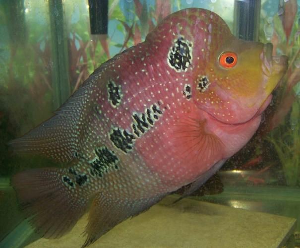 羅漢魚(yú)圖片【天天看魚(yú)看草，水中“大頭娃娃”—盤點(diǎn)最漂亮的羅漢魚(yú)排行前十】