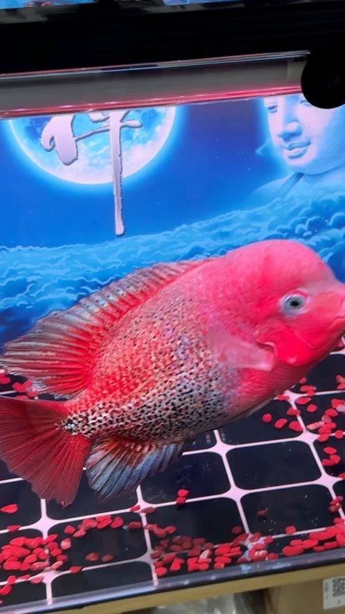 羅漢魚(yú)圖片【天天看魚(yú)看草，水中“大頭娃娃”—盤點(diǎn)最漂亮的羅漢魚(yú)排行前十】