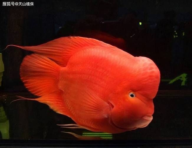 羅漢魚(yú)圖片【天天看魚(yú)看草，水中“大頭娃娃”—盤點(diǎn)最漂亮的羅漢魚(yú)排行前十】