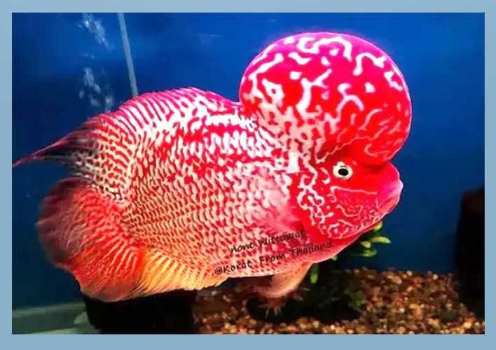 羅漢魚(yú)圖片【天天看魚(yú)看草，水中“大頭娃娃”—盤點(diǎn)最漂亮的羅漢魚(yú)排行前十】