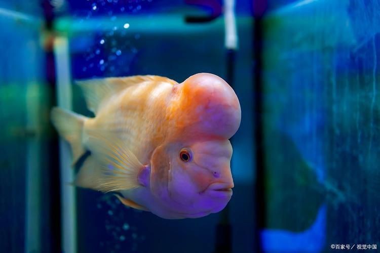 羅漢魚(yú)圖片【天天看魚(yú)看草，水中“大頭娃娃”—盤點(diǎn)最漂亮的羅漢魚(yú)排行前十】