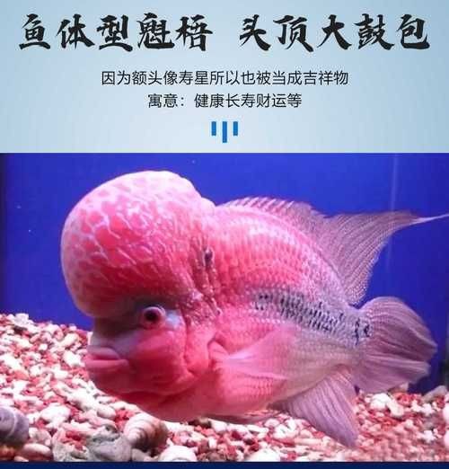 羅漢魚(yú)圖片【天天看魚(yú)看草，水中“大頭娃娃”—盤點(diǎn)最漂亮的羅漢魚(yú)排行前十】