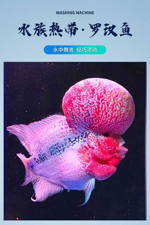 羅漢魚(yú)圖片【天天看魚(yú)看草，水中“大頭娃娃”—盤點(diǎn)最漂亮的羅漢魚(yú)排行前十】