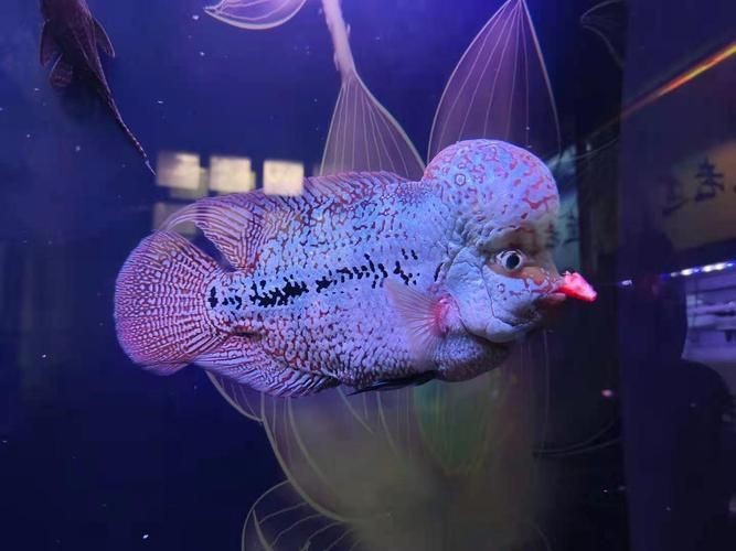 羅漢魚(yú)圖片【天天看魚(yú)看草，水中“大頭娃娃”—盤點(diǎn)最漂亮的羅漢魚(yú)排行前十】