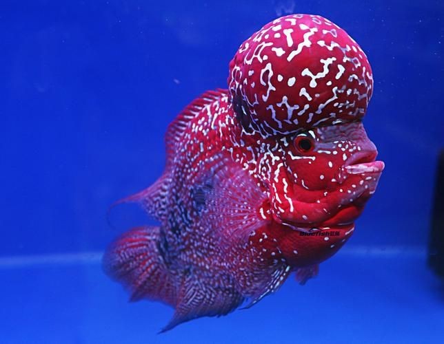 羅漢魚(yú)圖片【天天看魚(yú)看草，水中“大頭娃娃”—盤點(diǎn)最漂亮的羅漢魚(yú)排行前十】