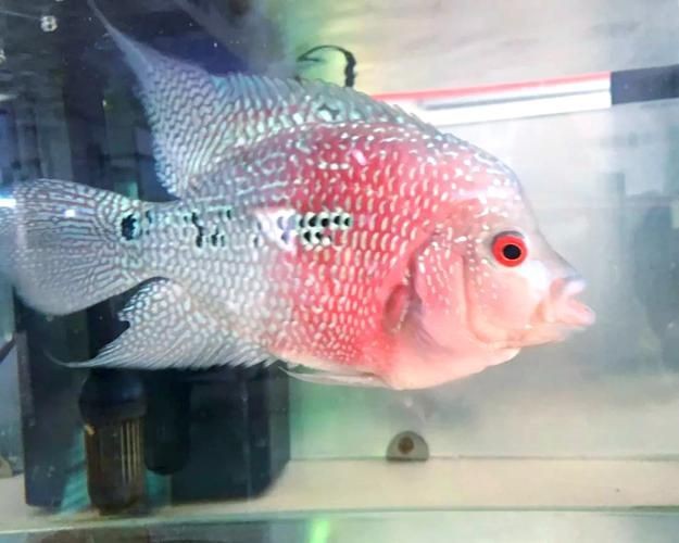 羅漢魚(yú)圖片【天天看魚(yú)看草，水中“大頭娃娃”—盤點(diǎn)最漂亮的羅漢魚(yú)排行前十】
