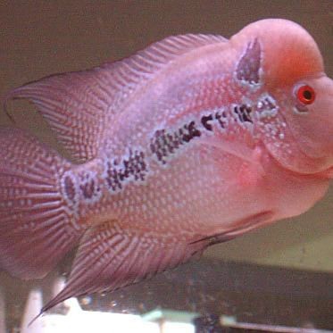 羅漢魚(yú)圖片【天天看魚(yú)看草，水中“大頭娃娃”—盤點(diǎn)最漂亮的羅漢魚(yú)排行前十】