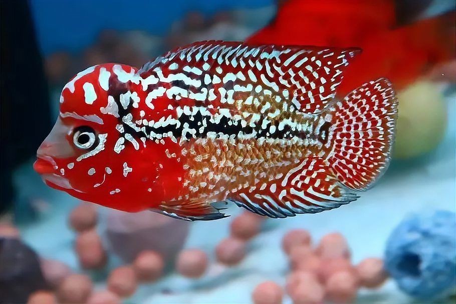 羅漢魚(yú)圖片【天天看魚(yú)看草，水中“大頭娃娃”—盤點(diǎn)最漂亮的羅漢魚(yú)排行前十】