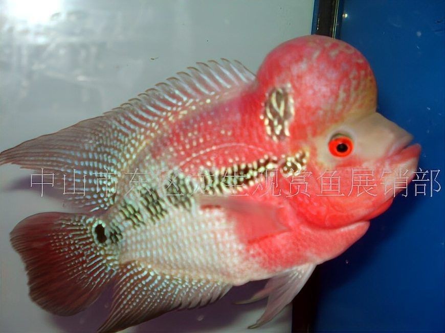 羅漢魚(yú)圖片【天天看魚(yú)看草，水中“大頭娃娃”—盤點(diǎn)最漂亮的羅漢魚(yú)排行前十】