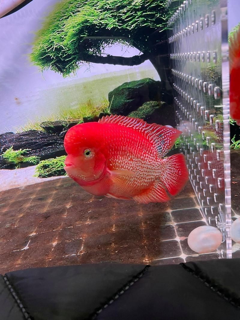 羅漢魚(yú)圖片【天天看魚(yú)看草，水中“大頭娃娃”—盤點(diǎn)最漂亮的羅漢魚(yú)排行前十】