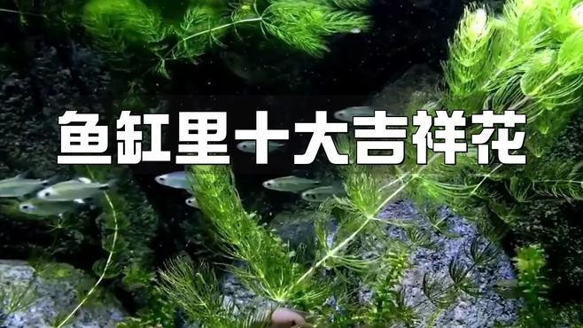龍魚缸中應該放哪些植物？【魚缸造景水草怎么選】