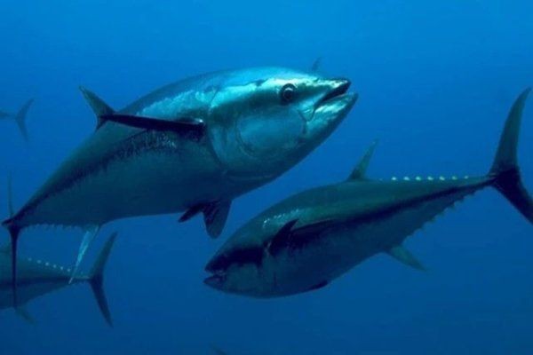 海魚價(jià)格一覽表【2017年7月海魚價(jià)格分類一覽表】