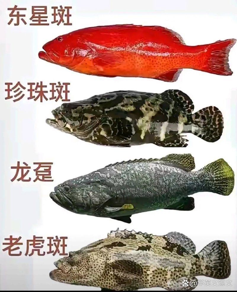 海魚價(jià)格一覽表【2017年7月海魚價(jià)格分類一覽表】