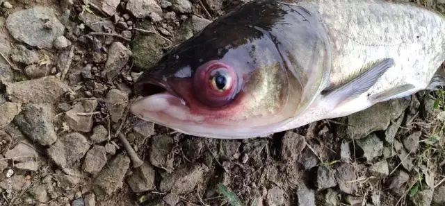 如何預防龍魚出血病？【智能模式回答完成調用工具：龍魚出血病是什么原因導致的】