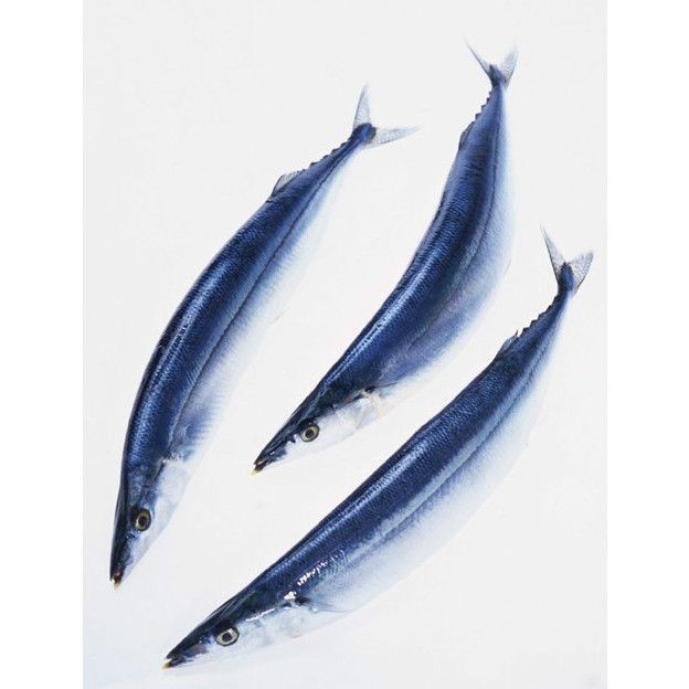 跟秋刀魚很像的魚胖胖的【與秋刀魚外形相似但體型更胖的魚類及其特點解析】