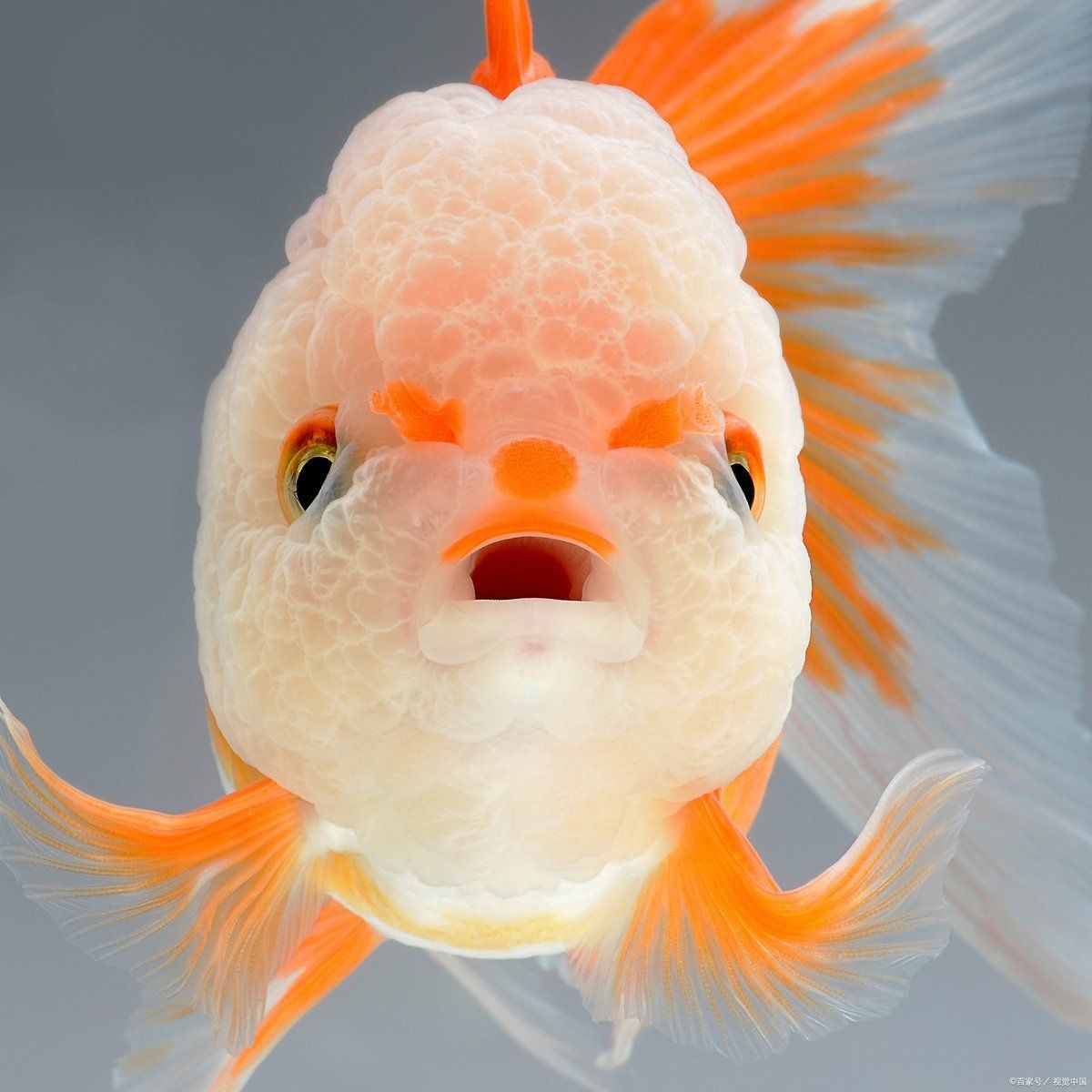 魚一年不喂食會不會死【魚類的耐餓性與極限生存】