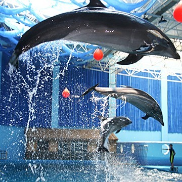 蓬萊水族店【愛企查，蓬萊市登州樂魚軒水族館】