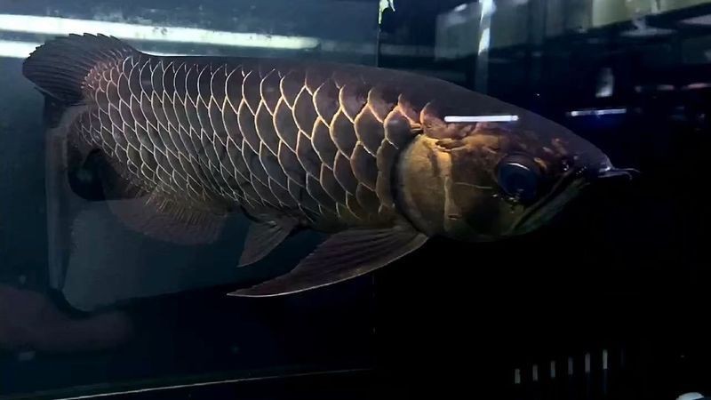 過背和賽級古典過背【賽級古典過背金龍魚】