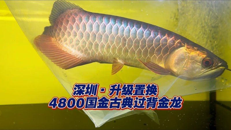 過背和賽級古典過背【賽級古典過背金龍魚】