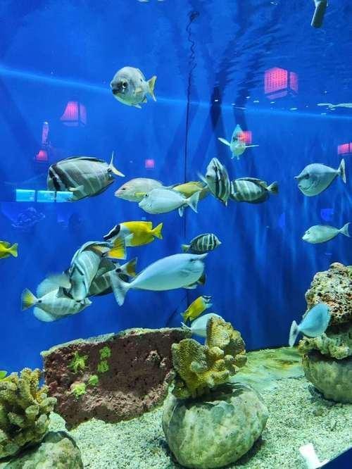 鶴山龍魚店【鶴山龍灣桑拿魚】 鶴山龍魚店【鶴山龍灣桑拿魚】 全國水族館企業名錄 第2張