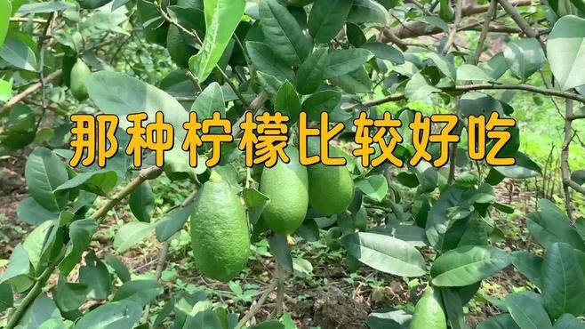 四種檸檬哪個品種最好【尤力克、尤力克、佛手柑、佛手柑、尤力克、尤力克、尤力克的區別】
