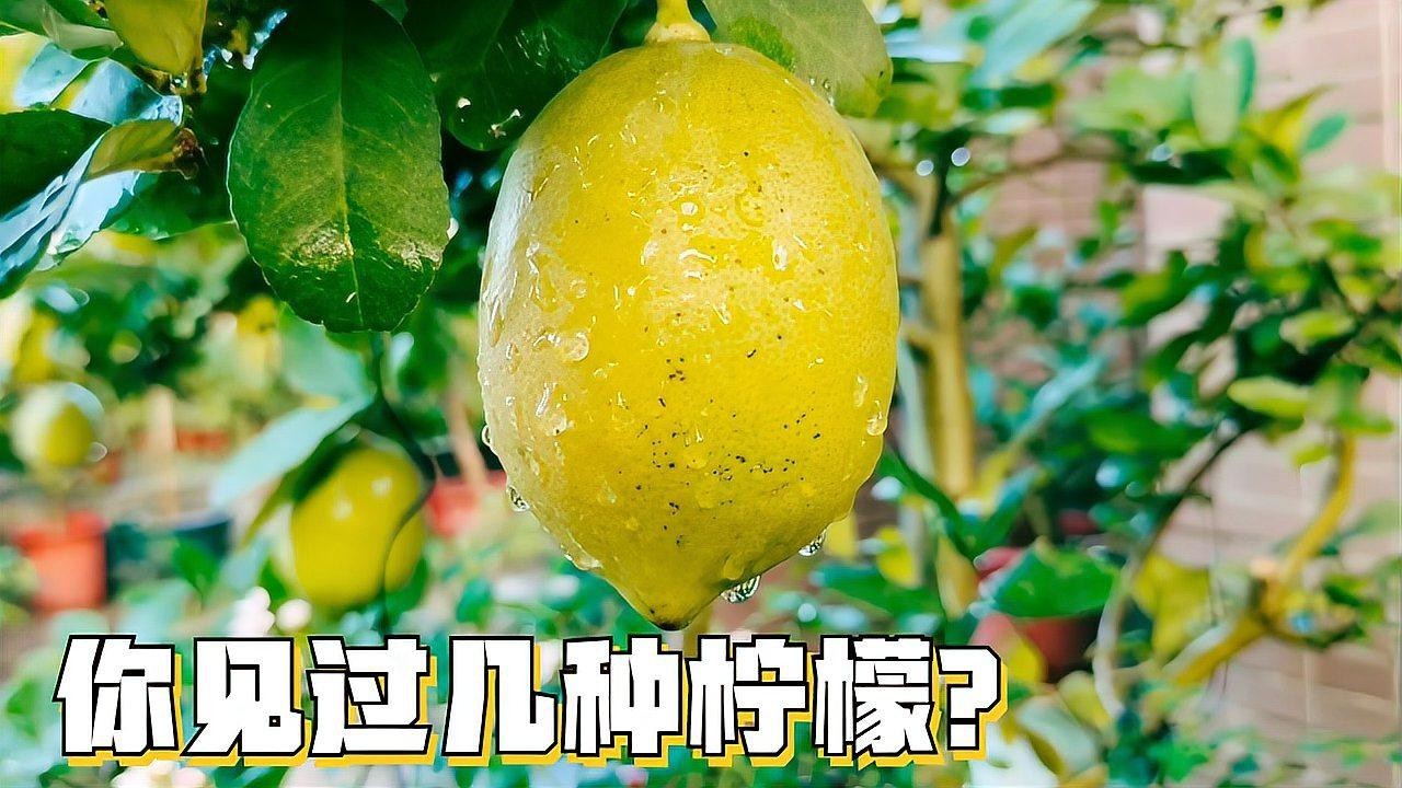四種檸檬哪個品種最好【尤力克、尤力克、佛手柑、佛手柑、尤力克、尤力克、尤力克的區別】