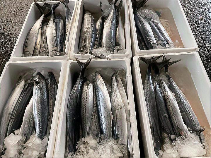 蝠鲼魚可以吃嗎【蝠鲼魚與普通鰩魚】