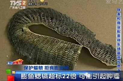 蝠鲼魚可以吃嗎【蝠鲼魚與普通鰩魚】