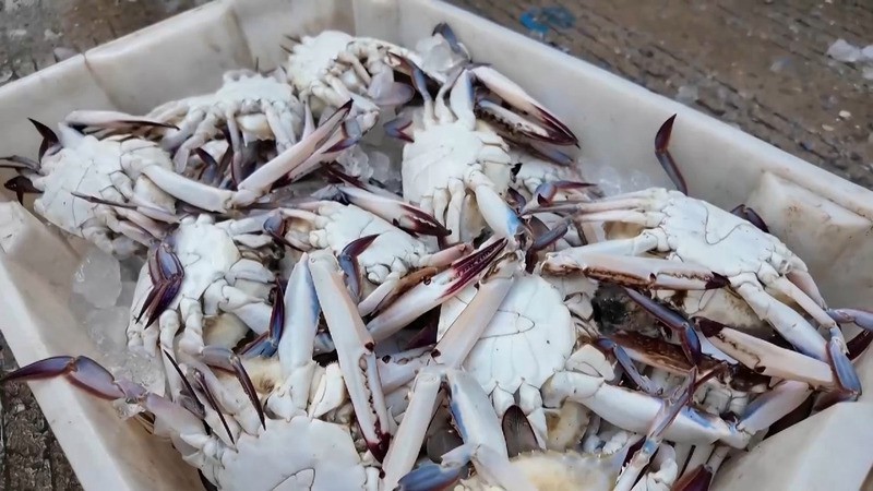 蝠鲼魚可以吃嗎【蝠鲼魚與普通鰩魚】
