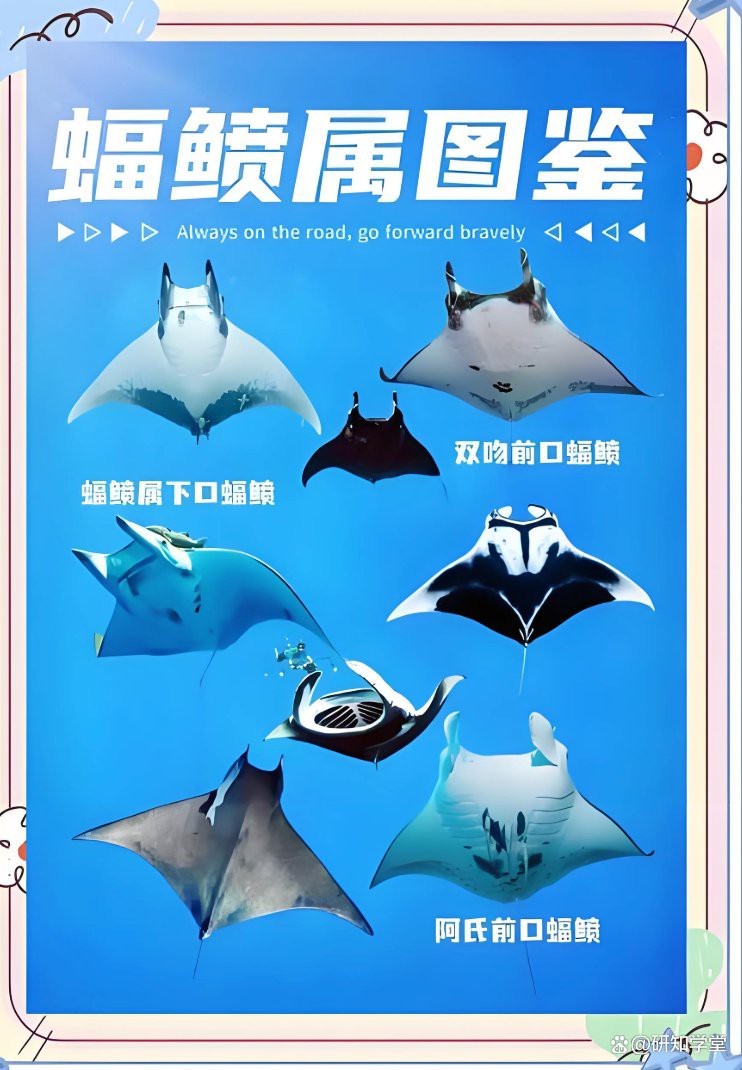 蝠鲼魚可以吃嗎【蝠鲼魚與普通鰩魚】