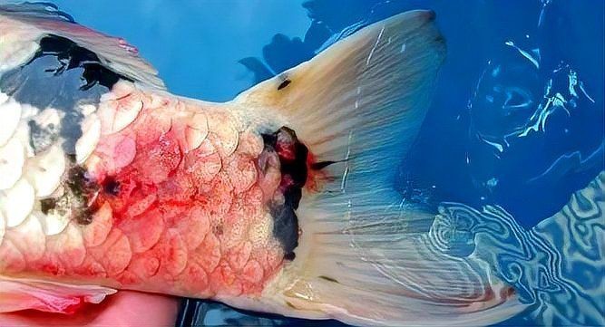 魚(yú)爛尾的最佳解決方法【關(guān)于魚(yú)爛尾的最佳解決方法以下是綜合多來(lái)源信息的詳細(xì)治療方案】