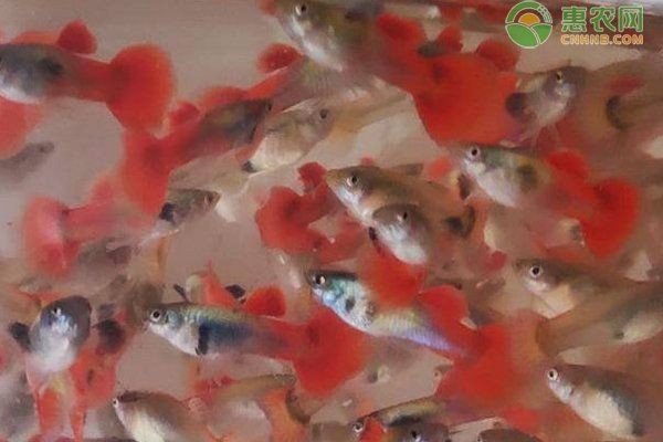魚(yú)爛尾的最佳解決方法【關(guān)于魚(yú)爛尾的最佳解決方法以下是綜合多來(lái)源信息的詳細(xì)治療方案】