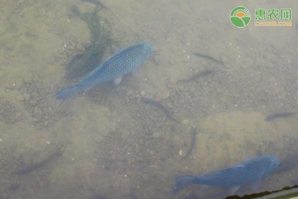 魚(yú)爛尾的最佳解決方法【關(guān)于魚(yú)爛尾的最佳解決方法以下是綜合多來(lái)源信息的詳細(xì)治療方案】