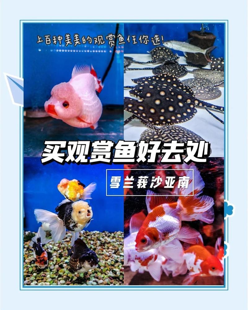 驛城龍魚店【驛城龍魚店有哪些特色服務】