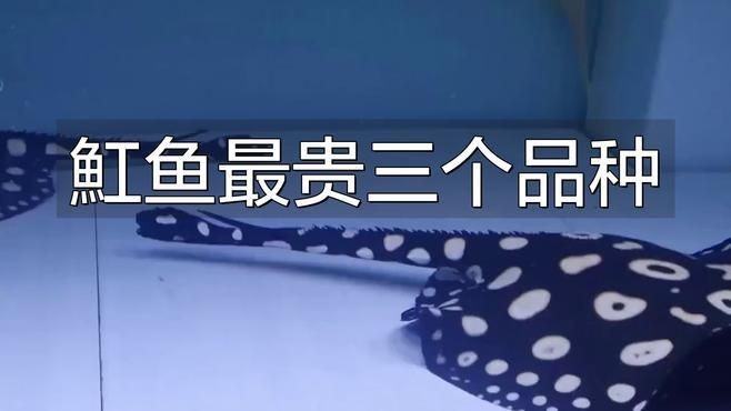 魟魚哪個顏色最值錢【淡水魟魚價格龍巔興趣01:24魟魚最貴三個品種】