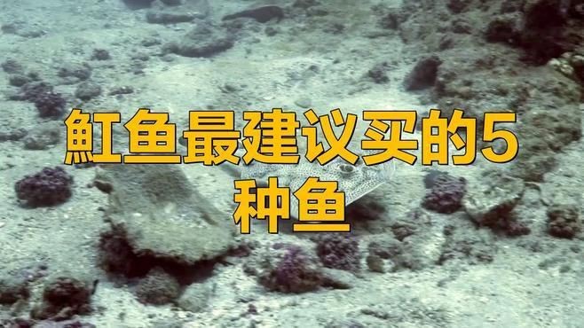 魟魚哪個顏色最值錢【淡水魟魚價格龍巔興趣01:24魟魚最貴三個品種】