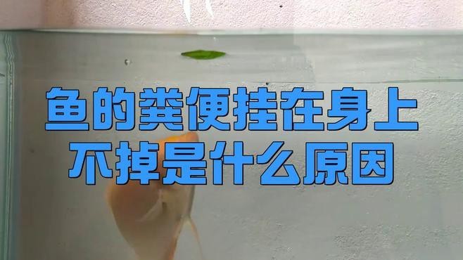 龍魚病理性拖便的癥狀有哪些？【如何治療養(yǎng)魚大全,龍魚得了腸炎怎么辦】