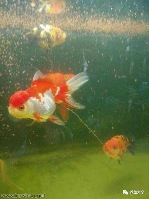 龍魚病理性拖便的癥狀有哪些？【如何治療養(yǎng)魚大全,龍魚得了腸炎怎么辦】
