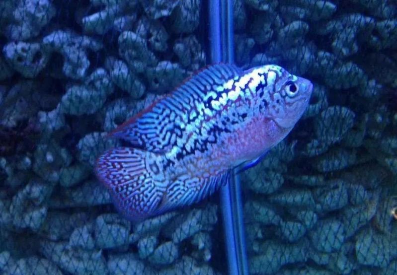 龍魚病理性拖便的癥狀有哪些？【如何治療養魚大全,龍魚得了腸炎怎么辦】