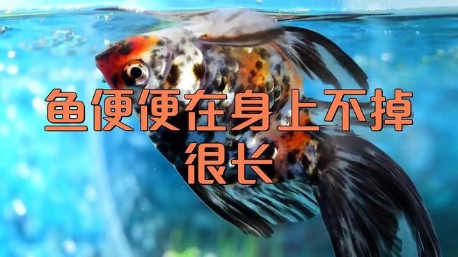 龍魚病理性拖便的癥狀有哪些？【如何治療養魚大全,龍魚得了腸炎怎么辦】