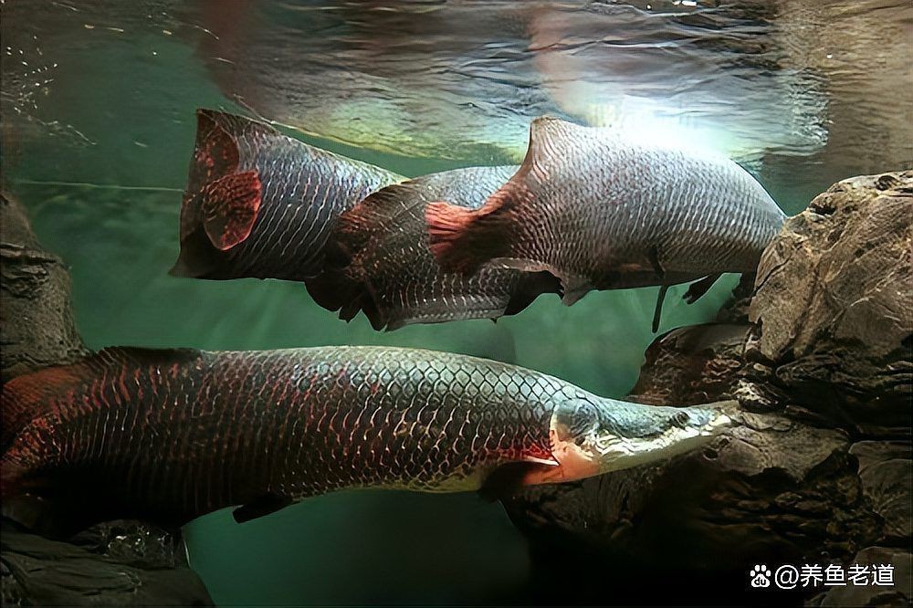 魚蒙眼一般幾天能好【如何判斷魚蒙眼的嚴重程度】