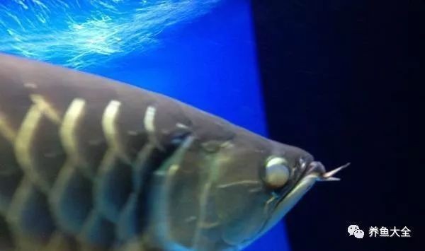 魚蒙眼一般幾天能好【如何判斷魚蒙眼的嚴重程度】