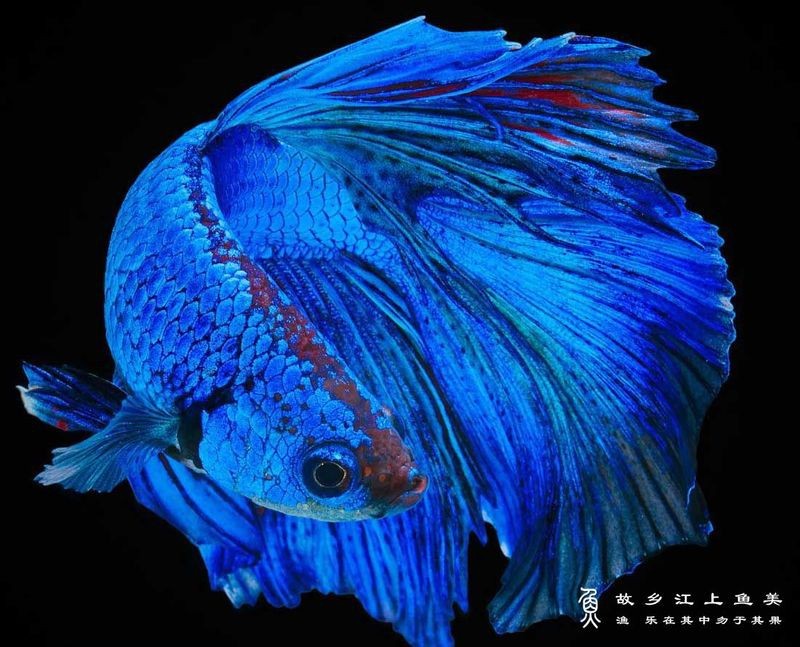 斗魚顏色最貴第一名【泰國斗魚\