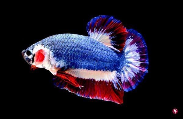 斗魚顏色最貴第一名【泰國斗魚\
