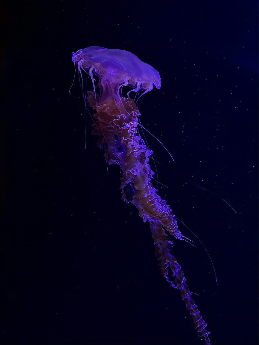 黑鱗龍魚認主后有哪些表現？【黑鱗龍魚認主后的表現主要體現在行為和生理反應兩方面】