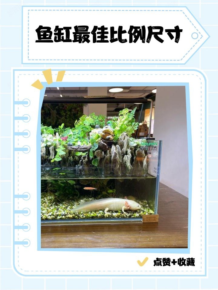 魚缸最佳尺寸比例【新加坡國(guó)立大學(xué)水產(chǎn)研究所2021年報(bào)告指出魚缸尺寸】