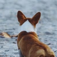 火神猛禽大雕魔龍選哪個(gè)【華碩猛禽、七彩虹igame火神、技嘉aorus超級雕和微星suprim魔龍】