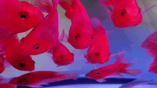 廣安區龍魚店【廣安區龍魚店口碑最好如何辨別龍魚的真偽和品質】 廣安區龍魚店【廣安區龍魚店口碑最好如何辨別龍魚的真偽和品質】 全國水族館企業名錄 第1張